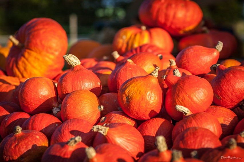 pumpkins