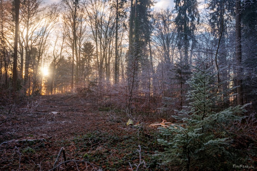 winterwald