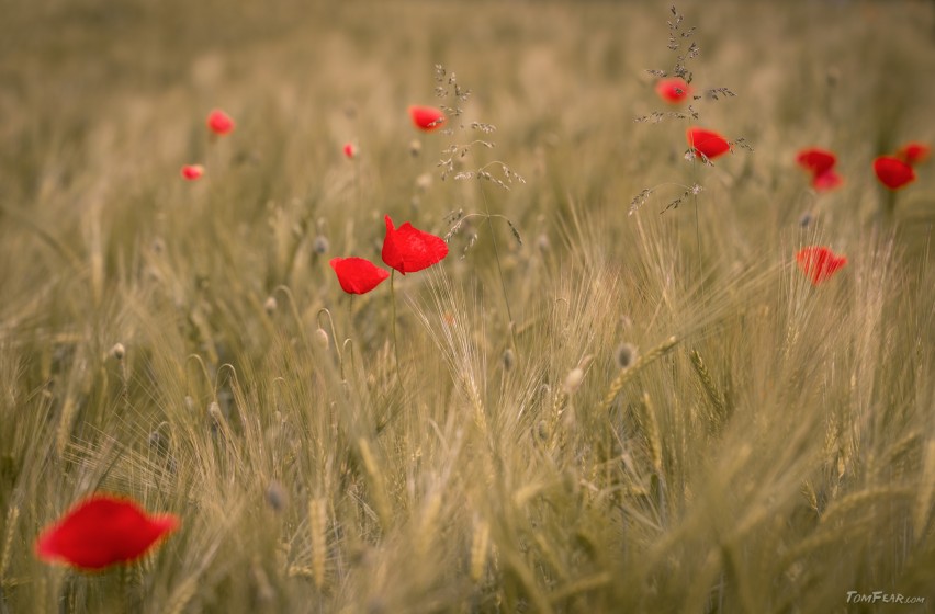 poppies