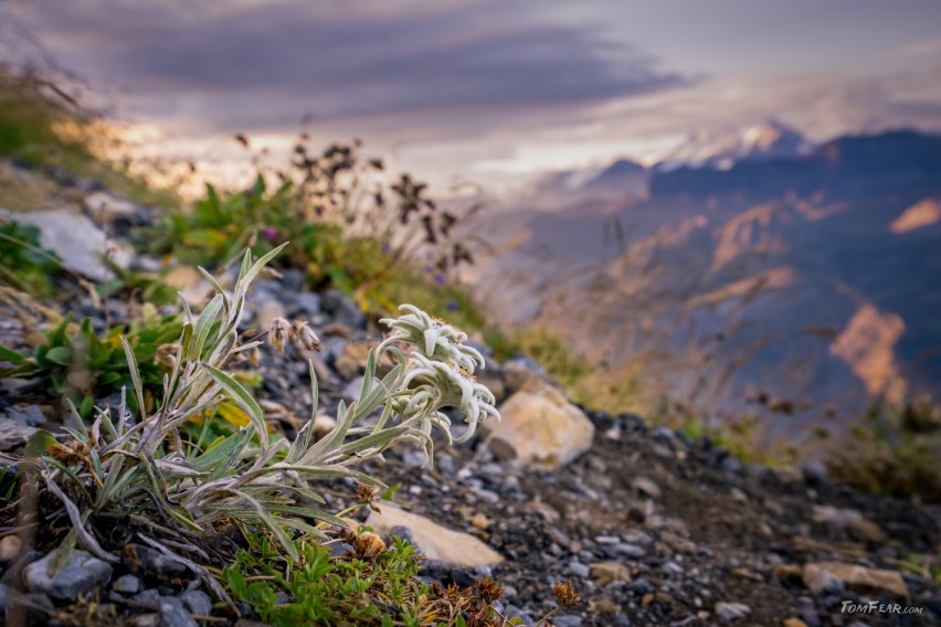 edelweiss